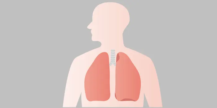 人体 肺